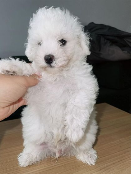 สุนัขสายพันธุ์บิชอง ฟริเซ่ (Bichon Frise)

ราคาง่ายคุยกันได้ค่ะ สายพันธ์แท้ พ่อนอก มีใบเพด มีน้องไปไม่เหงาเเน่นอนค่ะ รูปที่ 3