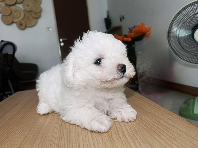 อื่นๆ เล็ก สุนัขสายพันธุ์บิชอง ฟริเซ่ (Bichon Frise)

ราคาง่ายคุยกันได้ค่ะ สายพันธ์แท้ พ่อนอก มีใบเพด มีน้องไปไม่เหงาเเน่นอนค่ะ