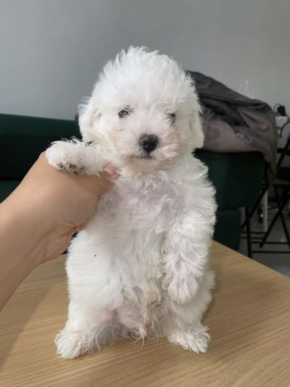 สุนัขสายพันธุ์บิชอง ฟริเซ่ (Bichon Frise)

ราคาง่ายคุยกันได้ค่ะ สายพันธ์แท้ พ่อนอก มีใบเพด มีน้องไปไม่เหงาเเน่นอนค่ะ รูปที่ 2