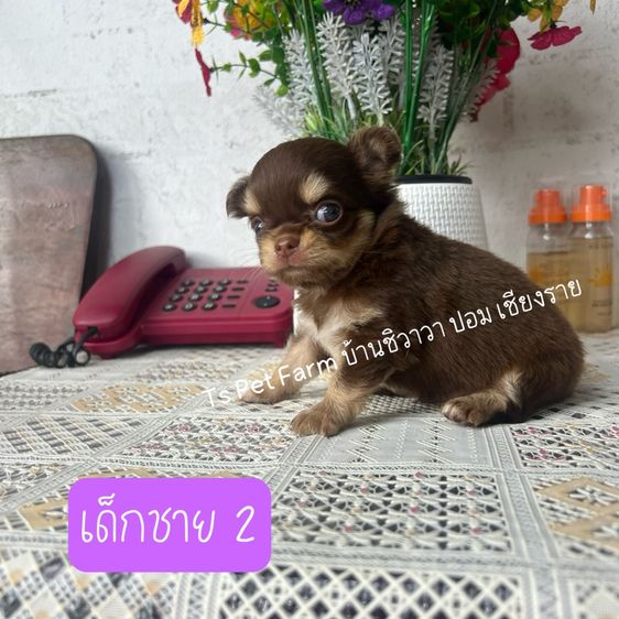 ชิวาวา ชาย รูปที่ 4