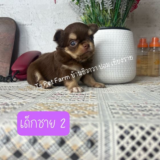 ชิวาวา ชาย รูปที่ 3