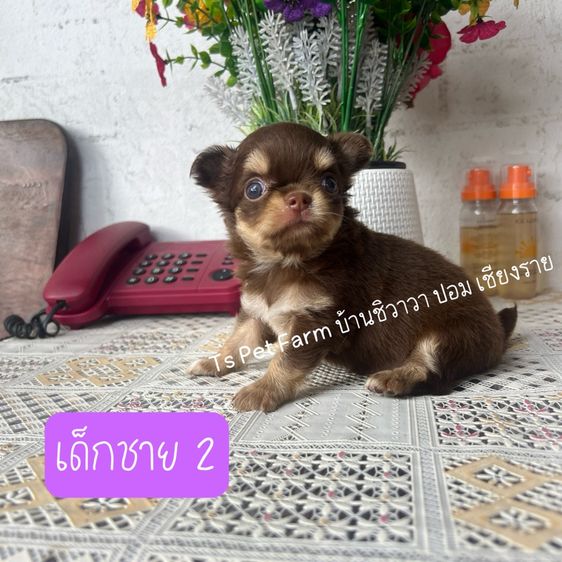 ชิวาวา ชาย รูปที่ 5