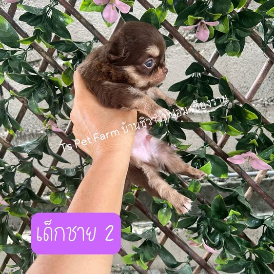 ชิวาวา ชาย รูปที่ 2