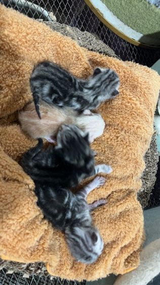 อเมริกัน ชอร์ตแฮร์ (American Shorthair) เปิดจองลูกแมว อเมริกันช๊อตแฮร์