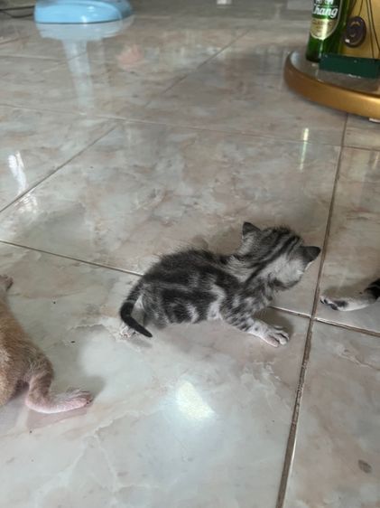 เปิดจองลูกแมว อเมริกันช๊อตแฮร์ รูปที่ 4