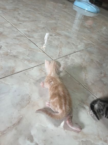 เปิดจองลูกแมว อเมริกันช๊อตแฮร์ รูปที่ 3