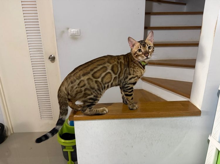 เบงกอล (Bengal House Cat) แมวเบงกอลผู้ สายพันธุ์แท้ โครงสร้างดี 