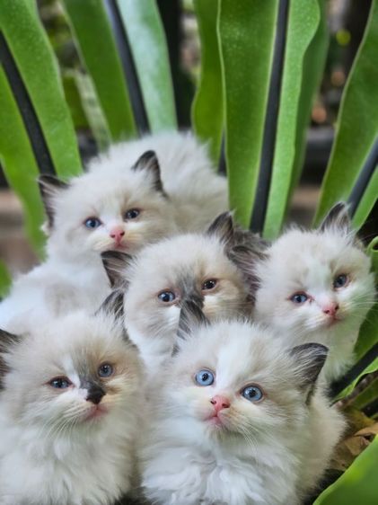 แร็กดอลล์ (Ragdoll) Ragdoll แท้ โครงสร้างใหญ่ ราคา 20,000-45,000
