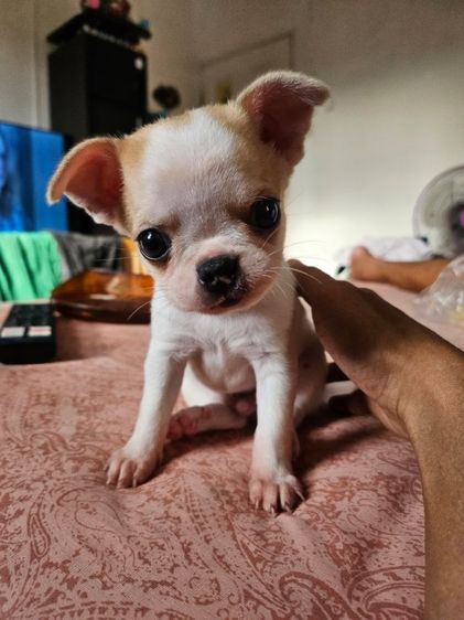 ลูกชิวาวาขนสั้น รูปที่ 3