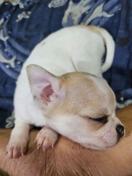 ชิวาวา (Chihuahua) เล็ก ลูกชิวาวาขนสั้น