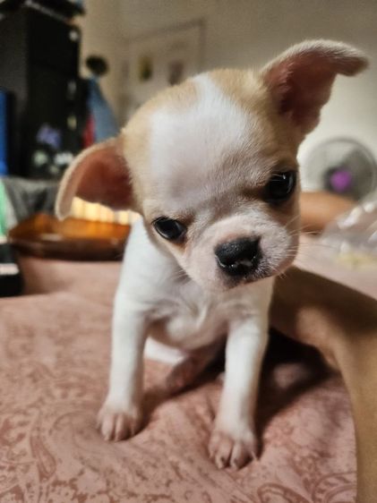 ลูกชิวาวาขนสั้น รูปที่ 2