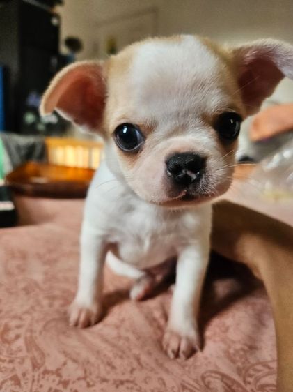 ลูกชิวาวาขนสั้น รูปที่ 4