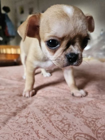 ลูกชิวาวาขนสั้น รูปที่ 4