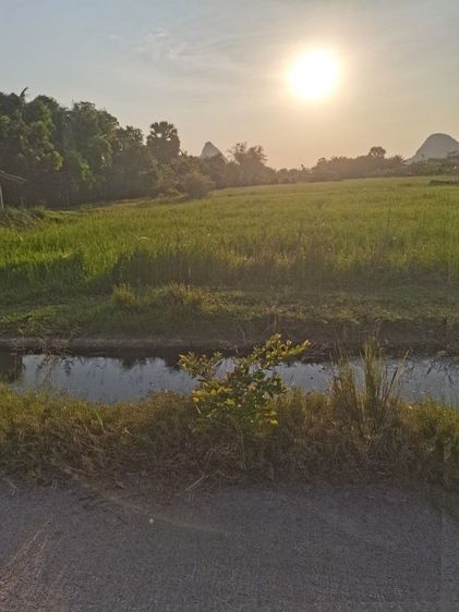 ที่ดินสี่เหลี่ยมผืนผ้าด้านหน้าติดถนนคอนกรีตด้านหลังเห็นวิวภูเขา