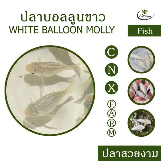 ปลาบอลลูนขาว เซ็ท 10 ตัว White Balloon Molly