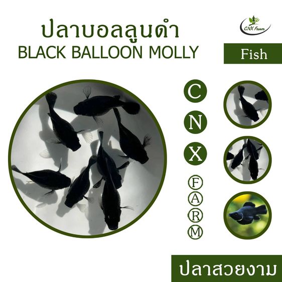 ปลาบอลลูนดำ เซ็ท 10 ตัว Black Balloon Molly