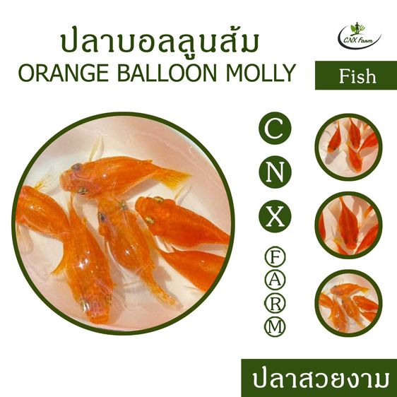 ปลาบอลลูนส้ม เซ็ท 10 ตัว Orange Balloon Molly