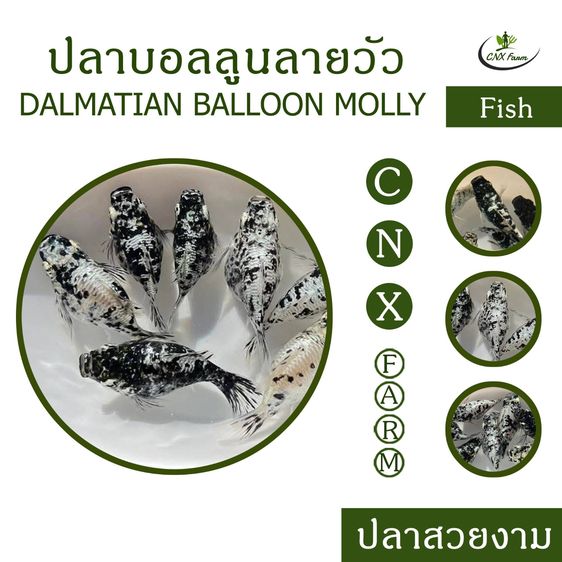 ปลาบอลลูนลายวัว เซ็ท 10 ตัว Dalmatian Balloon Molly