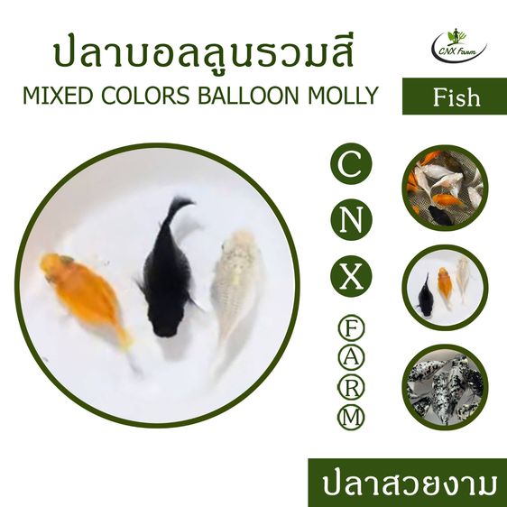ปลาบอลลูนรวมสี เซ็ท 10 ตัว Mixed Colors Balloon Molly