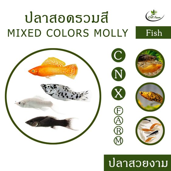 ปลาสอดรวมสี เซ็ท 10 ตัว Mixed Colors Molly