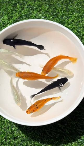 ปลาสอดรวมสี เซ็ท 10 ตัว Mixed Colors Molly รูปที่ 4