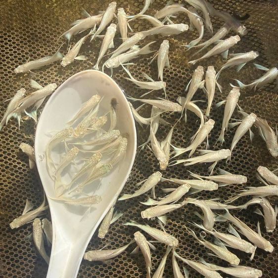 ปลาสอดขาว เซ็ท 10 ตัว White Molly รูปที่ 4