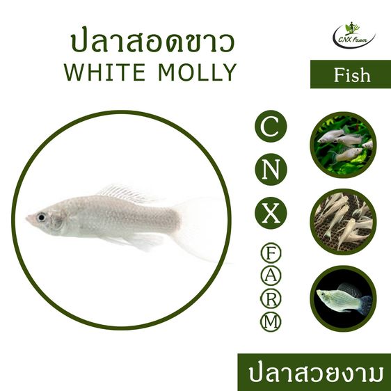 ปลาสอดขาว เซ็ท 10 ตัว White Molly