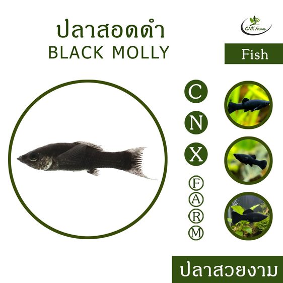 ปลาสอดดำ เซ็ท 10 ตัว Black Molly