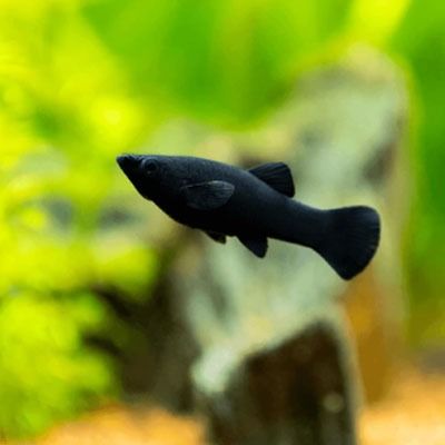 ปลาสอดดำ เซ็ท 10 ตัว Black Molly รูปที่ 3