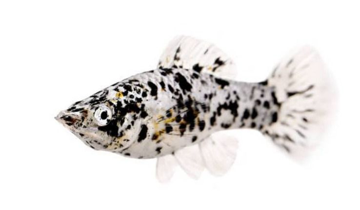 ปลาสอดลายวัว เซ็ท 10 ตัว Dalmatian Molly รูปที่ 5
