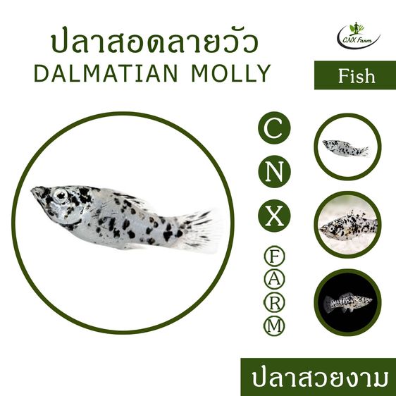 ปลาสอดลายวัว เซ็ท 10 ตัว Dalmatian Molly