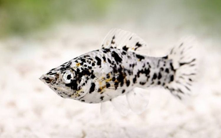 ปลาสอดลายวัว เซ็ท 10 ตัว Dalmatian Molly รูปที่ 2