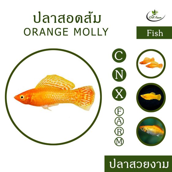 ปลาสอดส้ม เซ็ท 10 ตัว Orange Molly
