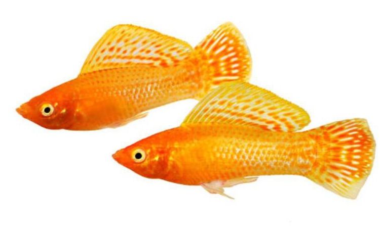 ปลาสอดส้ม เซ็ท 10 ตัว Orange Molly รูปที่ 2
