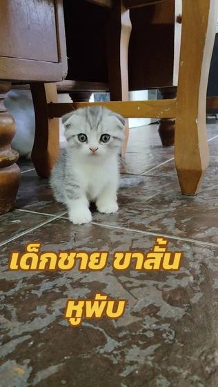 เด็กชายขาสั้น หูพับ
