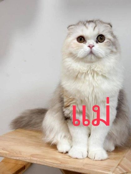 เด็กชาย สีขาวครีม มันช์กิ้นขาปกติ รูปที่ 4