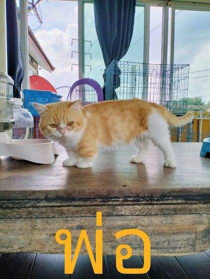 เด็กชาย สีขาวครีม มันช์กิ้นขาปกติ รูปที่ 5