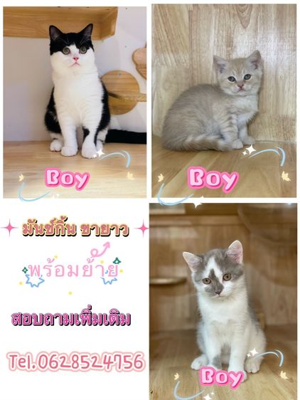 มันช์กิ้น (Munchkin) มันช์กิ้น บริติช ขายาว 