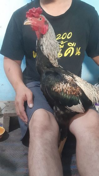ไก่หนุ่มลอยประมาน2.5ตามเเตะดูเเววไป5นาทีคับตอตุ่มๆสนใจทักมาดูคลิปก่อนได้คับทักไลคเบอโท080-564-9690