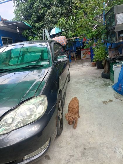 Toyota Altis 2004 1.6 E Sedan เบนซิน ไม่ติดแก๊ส เกียร์ธรรมดา เทา รูปที่ 2