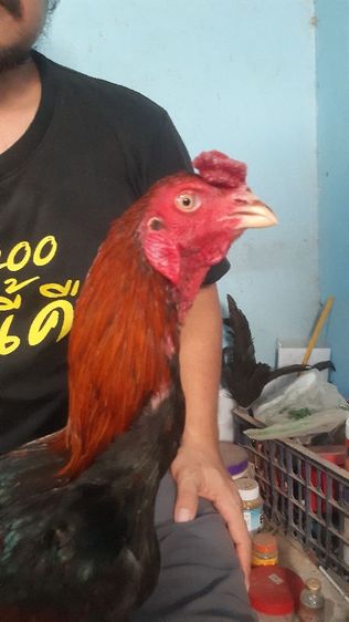 ไก่หนุ่มลอยประมาน  2.5 คับ ตอตุ่มๆลองเเตะดูเเววไป5นาทีคับสนใจทักดูคลิปก่อนได้คับส่งให้ดูทางไลคคับเบอโทร080-564-9690คับ