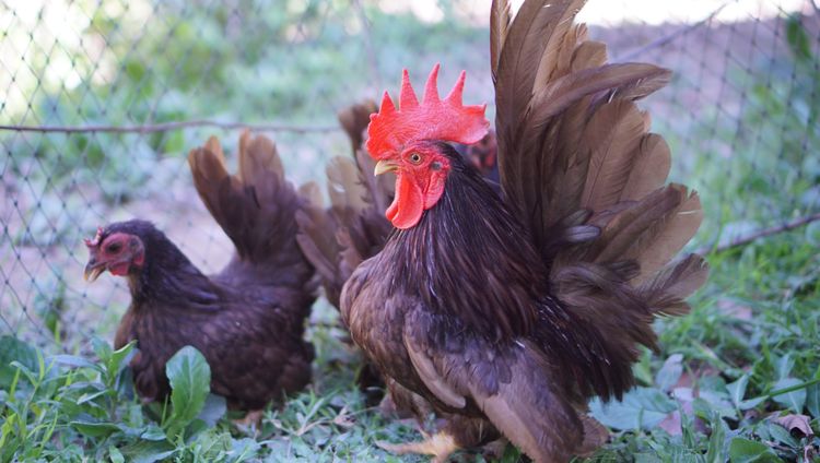ไก่แจ้สีโกโก้ 1ชุด(ผู้1เมีย4) รูปที่ 5
