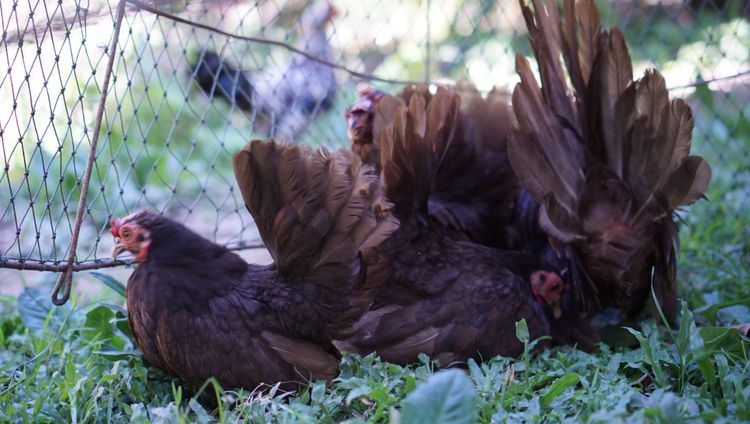 ไก่แจ้สีโกโก้ 1ชุด(ผู้1เมีย4) รูปที่ 3