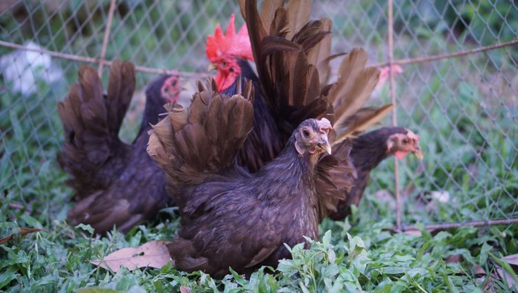 ไก่แจ้สีโกโก้ 1ชุด(ผู้1เมีย4) รูปที่ 7