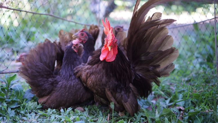 ไก่แจ้สีโกโก้ 1ชุด(ผู้1เมีย4) รูปที่ 4