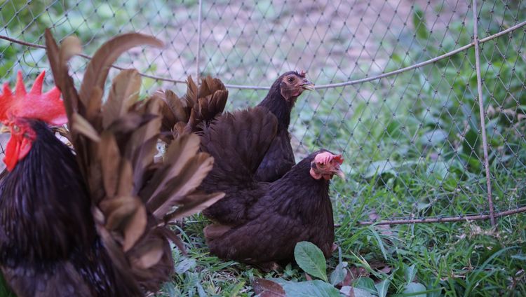 ไก่แจ้สีโกโก้ 1ชุด(ผู้1เมีย4) รูปที่ 6