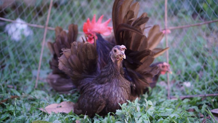 ไก่แจ้สีโกโก้ 1ชุด(ผู้1เมีย4) รูปที่ 8