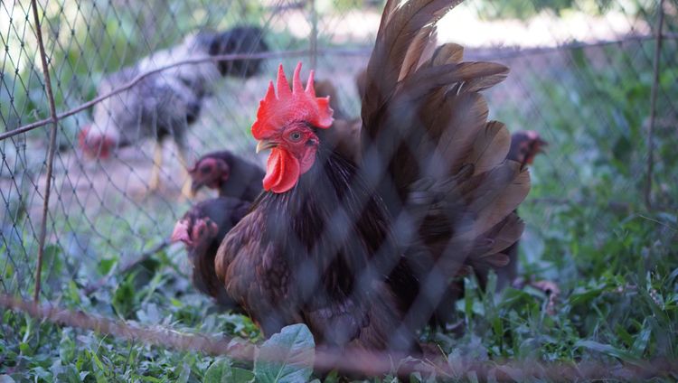 ไก่แจ้สีโกโก้ 1ชุด(ผู้1เมีย4) รูปที่ 2