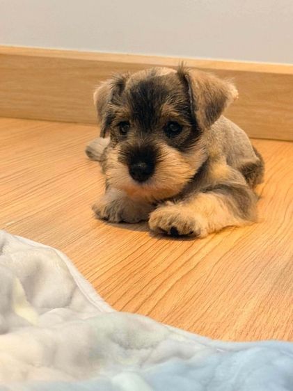 ขาย miniature schnauzer  ลูกสุนัข มินิเอเจอร์ ชเนาเซอร์