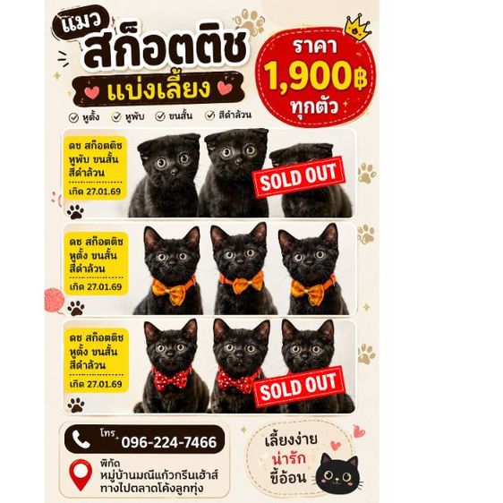   สก๊อตติช ลดราคา ด่วน  รูปที่ 4
